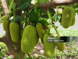 jackfruit