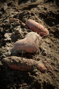 sweet potato