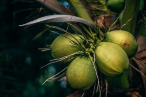 coconut