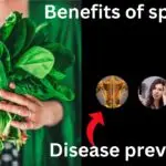 10 Powerful Health Benefits of Spinach: Nature’s Superfood for Your Body and Mind”