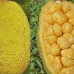 Top 10 Powerful Health Benefits of Jackfruit: The Natural Superfruit You Should Eat Today