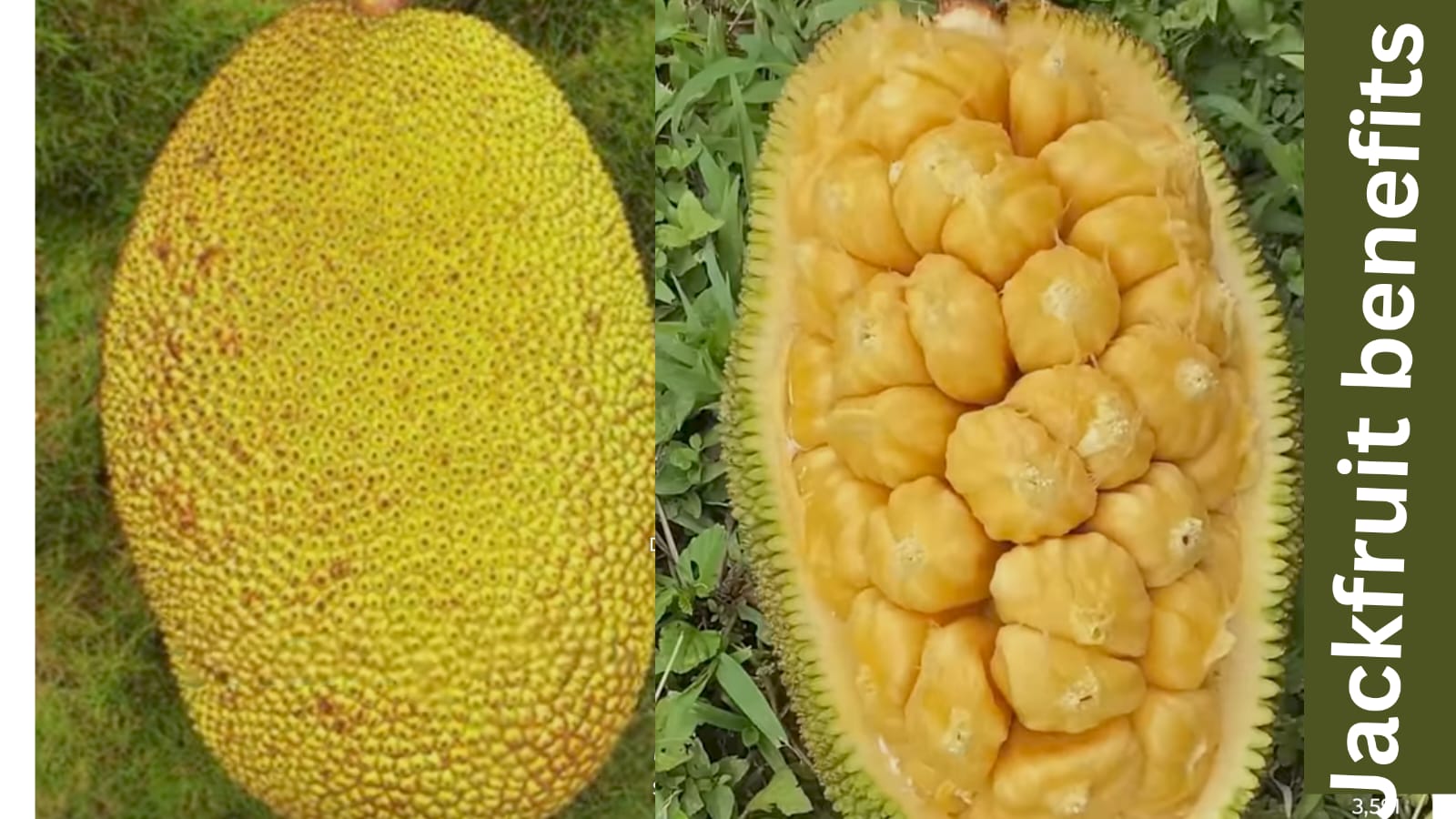 jackfruit
