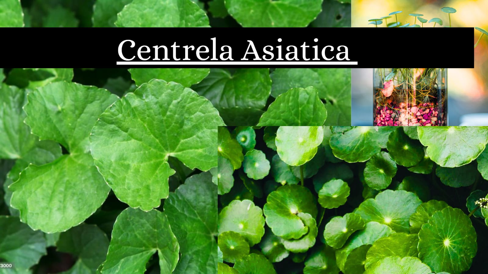 centella asiatica